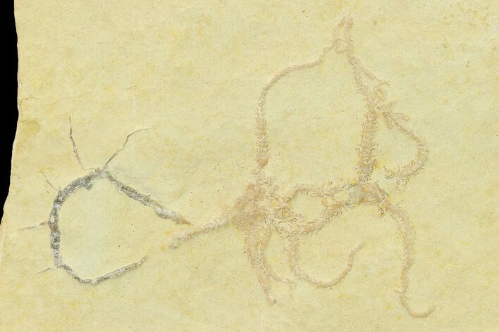 Jurassic Brittle Star (Sinosura) Fossil - Solnhofen #132460